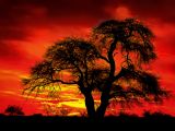 Ogromne drzewo na tle czerwonego nieba i zachodzącego słońca.