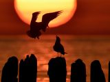 Na drewnianych palach przed jeziorem siedzą dwa ptaki. W tle zachód słońca.