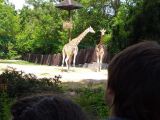 Dwoje uczniów obserwuje żyrafy