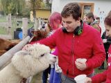 Radosny chłopak w czerwonej kurtce karmi białe alpaki. W ręku trzyma pojemnik z karmą