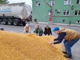 Czworo uczniów przesypuje ziarna kukurydzy leżące na ziemi. W tle zielony budynek i cysterna